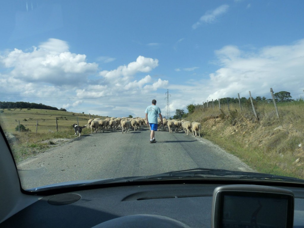 Moutons dans le col de Manse