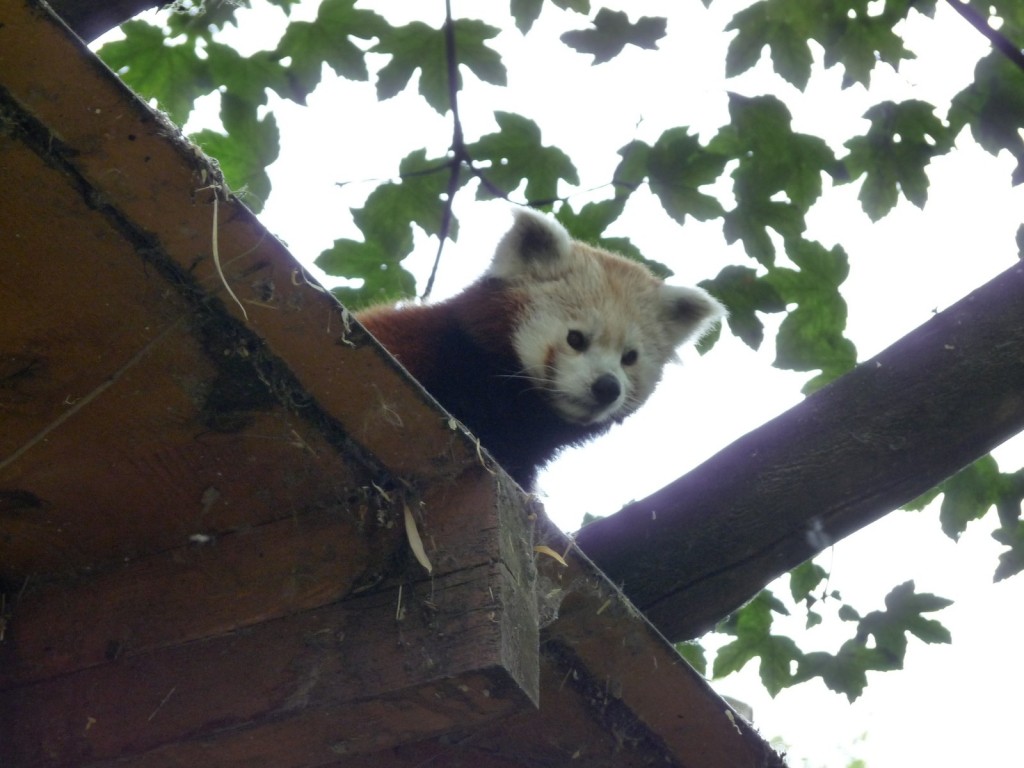 Panda roux du zoo de Lille